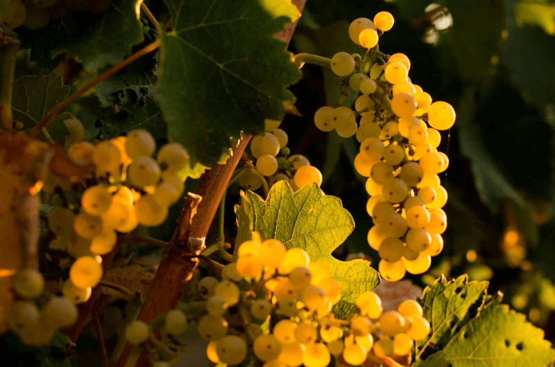 グランプサスワイナリーのぶどう グランプサスワイナリーのぶどう