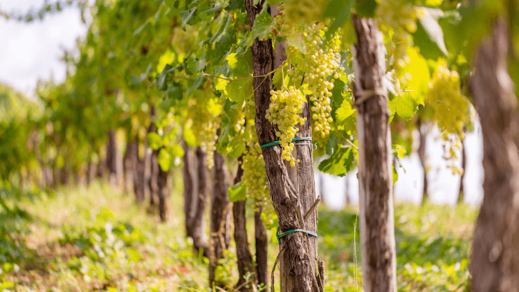 カルティッツェの畑のビゾル産グレラ種