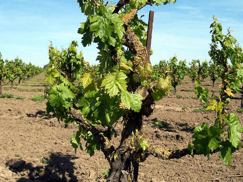 トレードマークは、ニョロニョロと伸びたブドウの木。