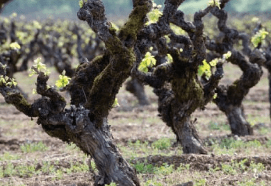 クレイマー・ヴィンヤードグナーリーヘッド・オールド・ジンファンデルの故郷