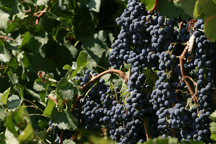 カンティーネ・ミニィのシチリア産ネロ・ダーヴォラ種 カンティーネ・ミニィのシチリア産ネロ・ダーヴォラ種