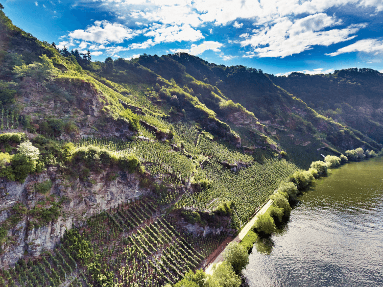 ピースポルター・ゴルトトラプフェンの畑（Nik Weis St Urbans Hofより