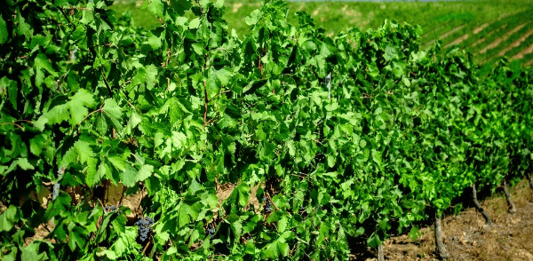 ヴァルトゥイユ・デ・アバホにあるヴィレガスのブドウ畑のブドウの木