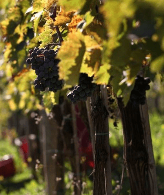 テヌート・シルヴィオ・ナルディの完熟ブドウ