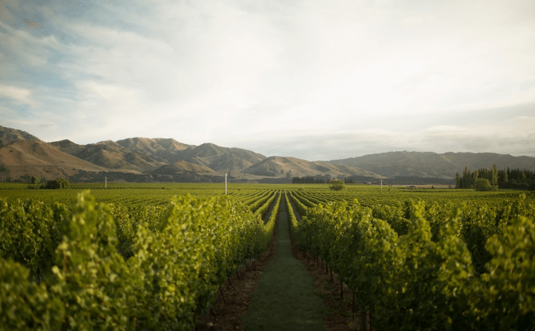 マールボロのセドン・ヴィンヤード