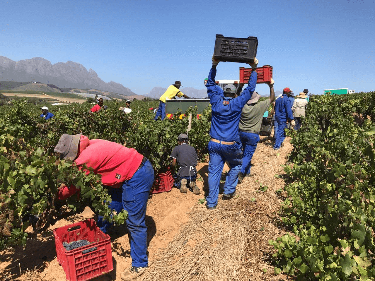 simonsig-harvest-2019-in-progressFMe24eMJtbM6r