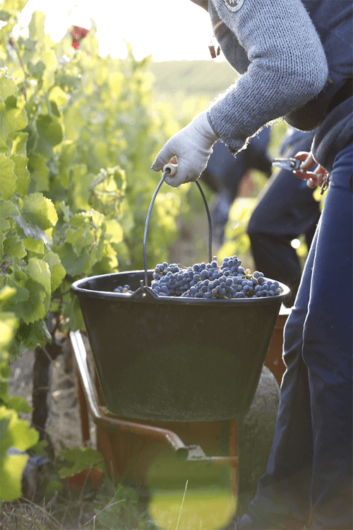 ボルリンガー社での丁寧な手刈り作業 ボルリンジャーでの丁寧な手刈り作業