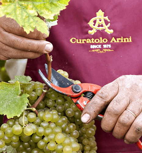 クーラトロ・アリーニでのブドウの収穫 クーラトロ・アリーニでのブドウの収穫