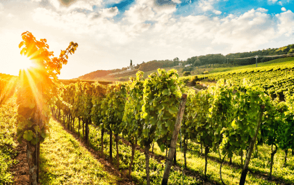 セラーズ・ド・アーボックにはたくさんの太陽がある セラーズ・ド・アーボックにはたくさんの太陽がある