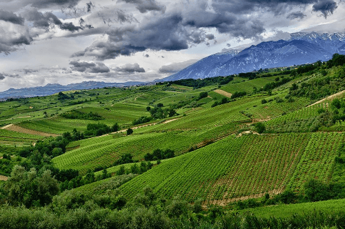 テヌータ・ウリッセのアブルッツォのブドウ畑 テヌータ・ウリッセのアブルッツォのブドウ畑