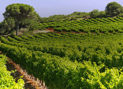 レ・ヴィニョーブル・フォンカリューのブドウ畑 レ・ヴィニョーブル・フォンカリューのブドウ畑