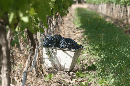 スサナ・バルボ・ワイナリーでのヴィンテージ スサナ・バルボ・ワイナリーのヴィンテージ