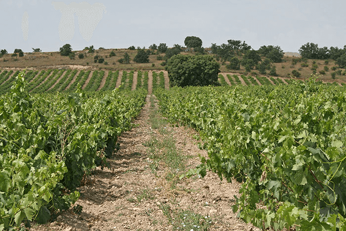 テオフィロ・レイエスの広大なブドウ畑