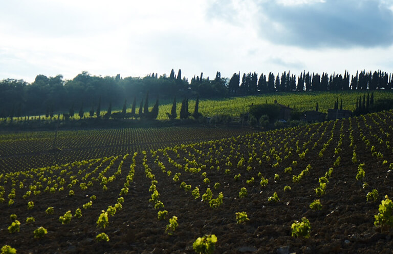 ゾーニンのブドウ畑